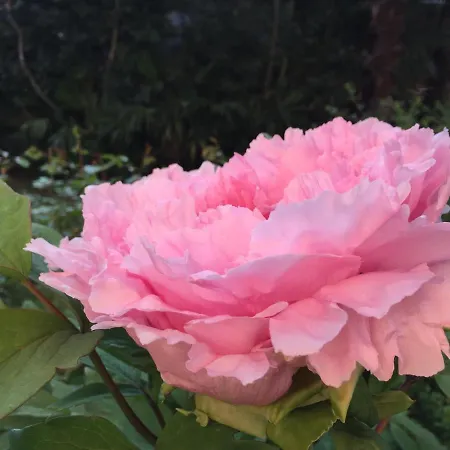 Peonia Вилла *