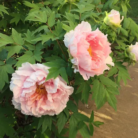 Peonia Вилла